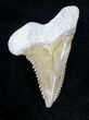 Hemipristis Fossil Shark Tooth - Bone Valley #20657-1